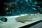 Virginia Aquarium